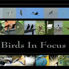 Birds In Focus