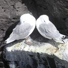 Birds in Love