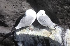 Birds in Love