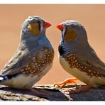 Birds in Love