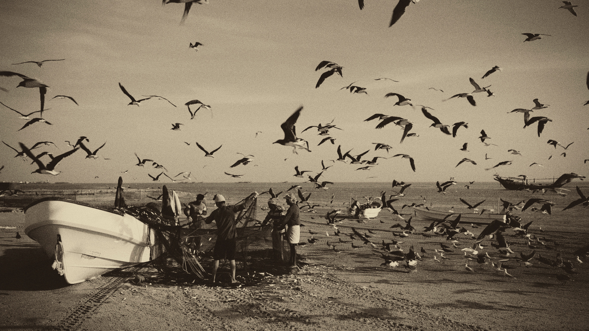 Birds in Masirah