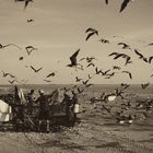 Birds in Masirah