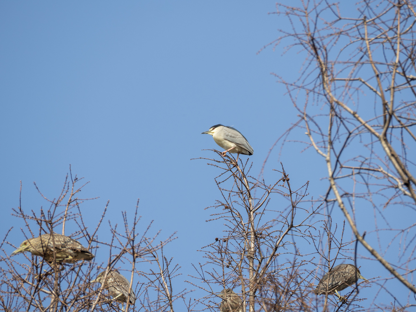 Birds in Shanghai