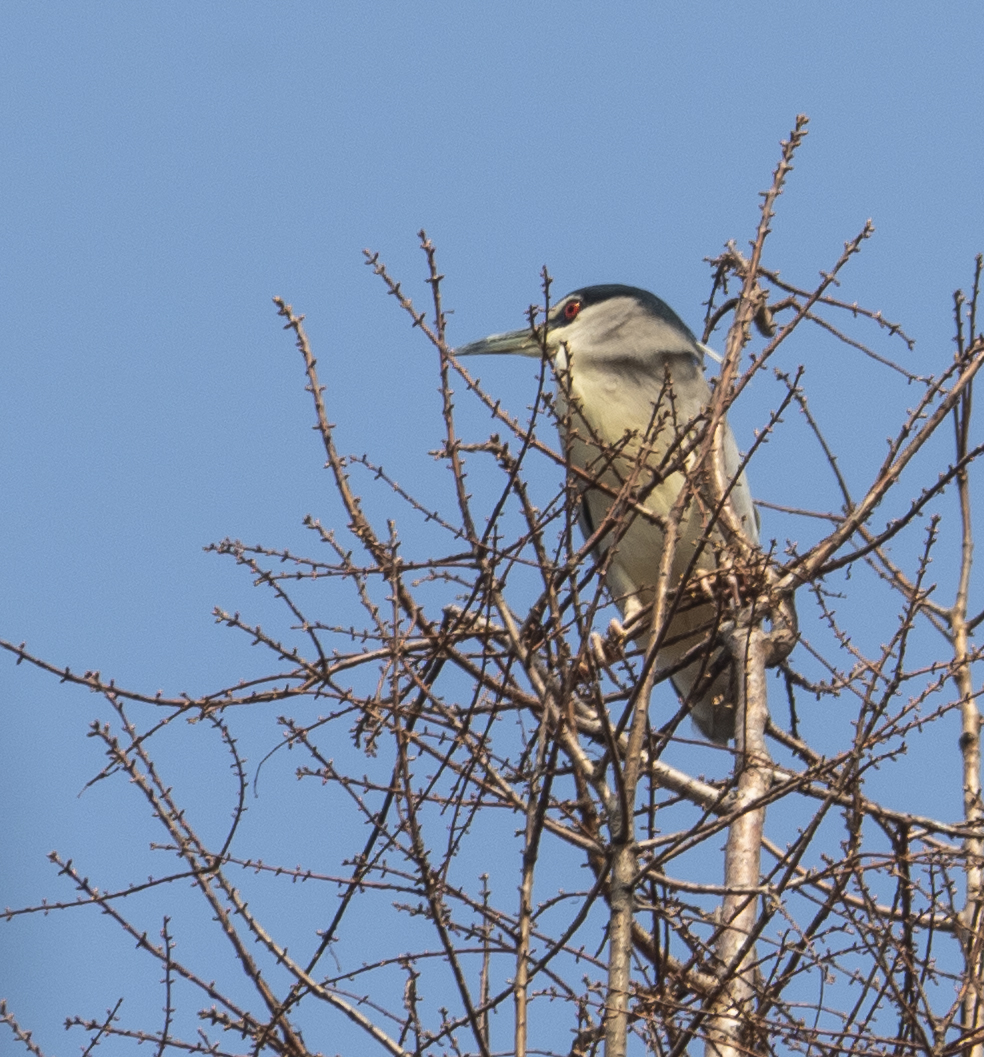 Birds in Shanghai