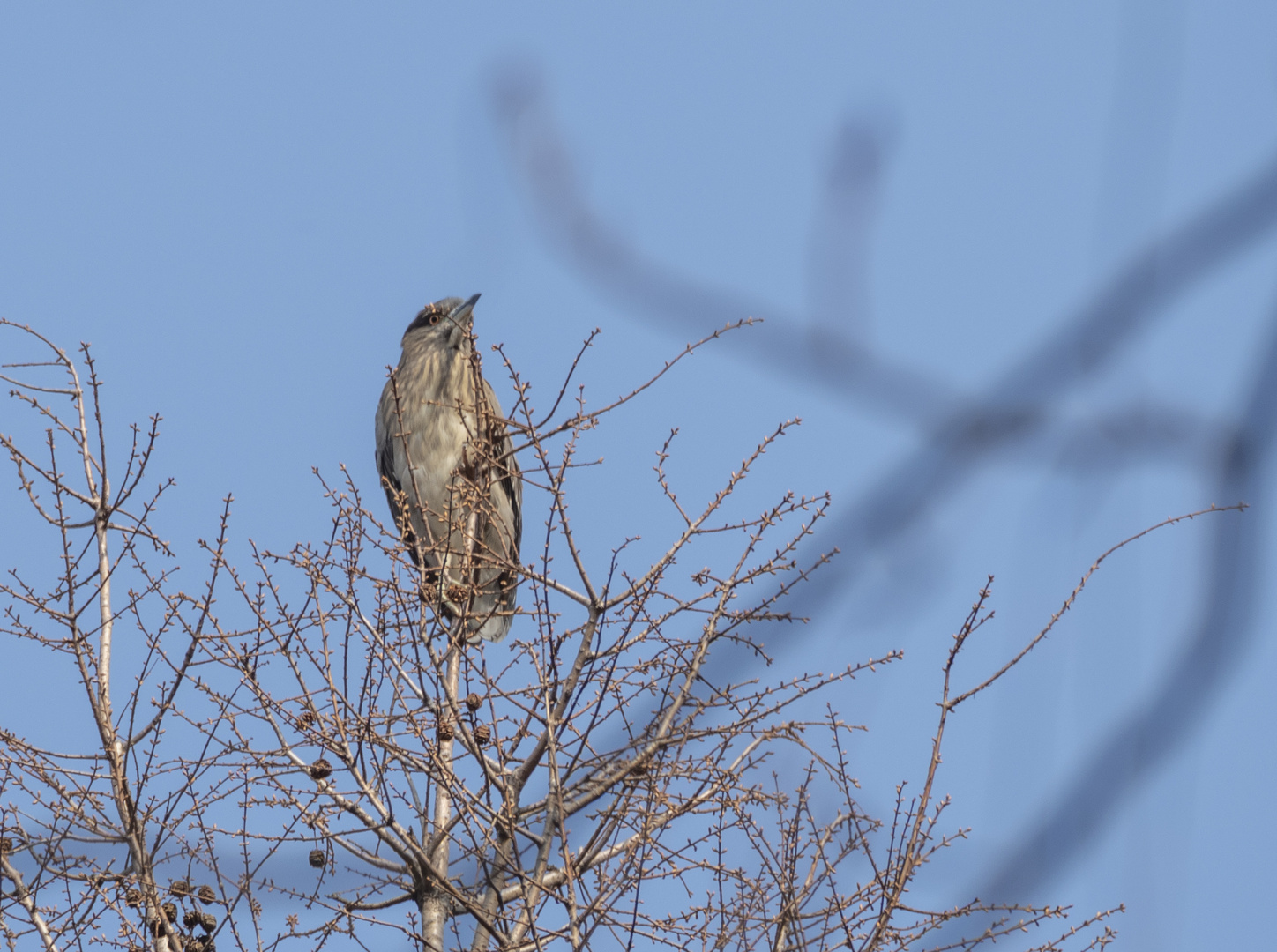 Birds in Shanghai