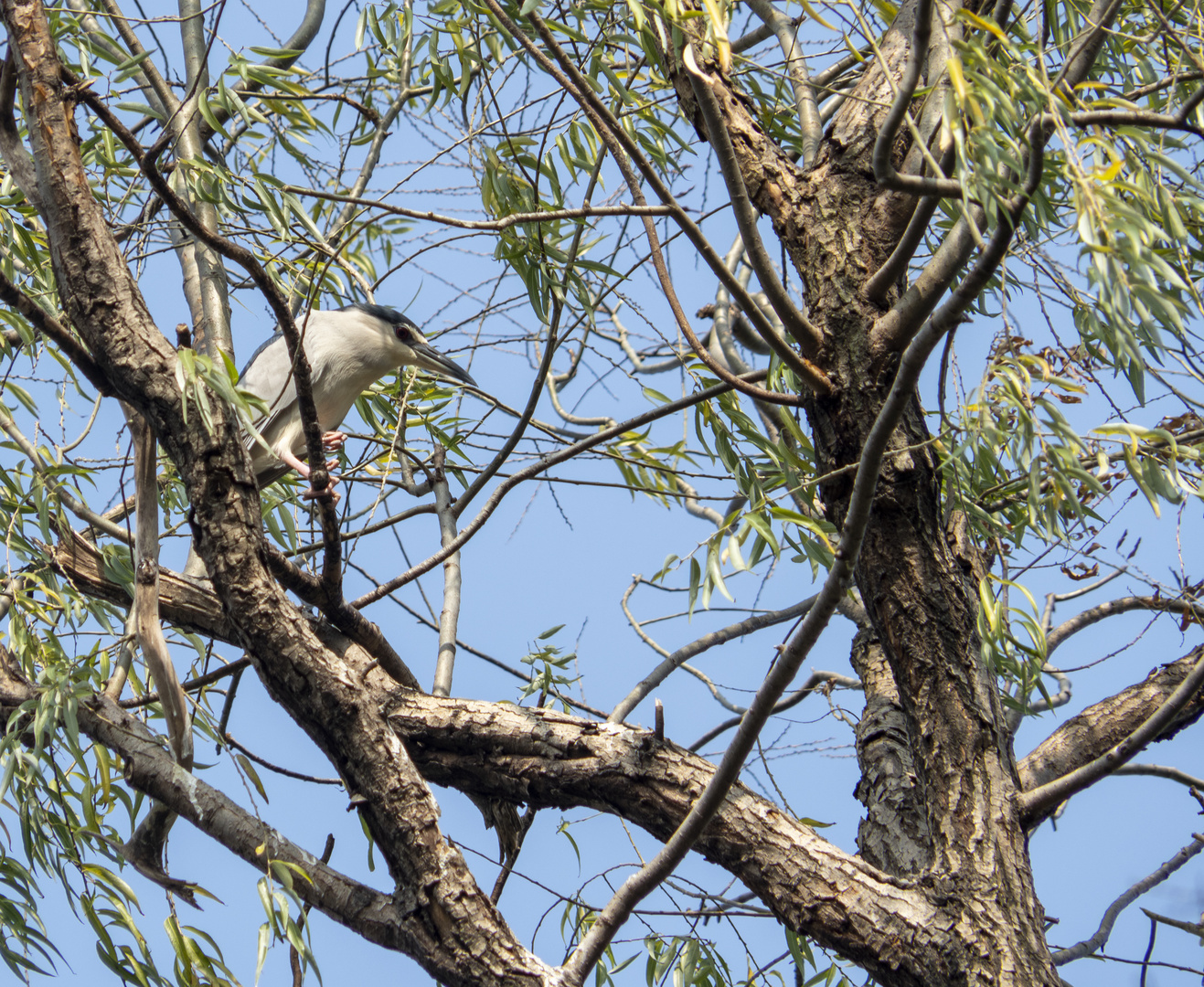 Birds in Shanghai