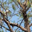 Birds in Shanghai