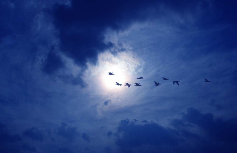 Birds in Sky