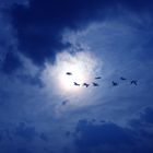 Birds in Sky