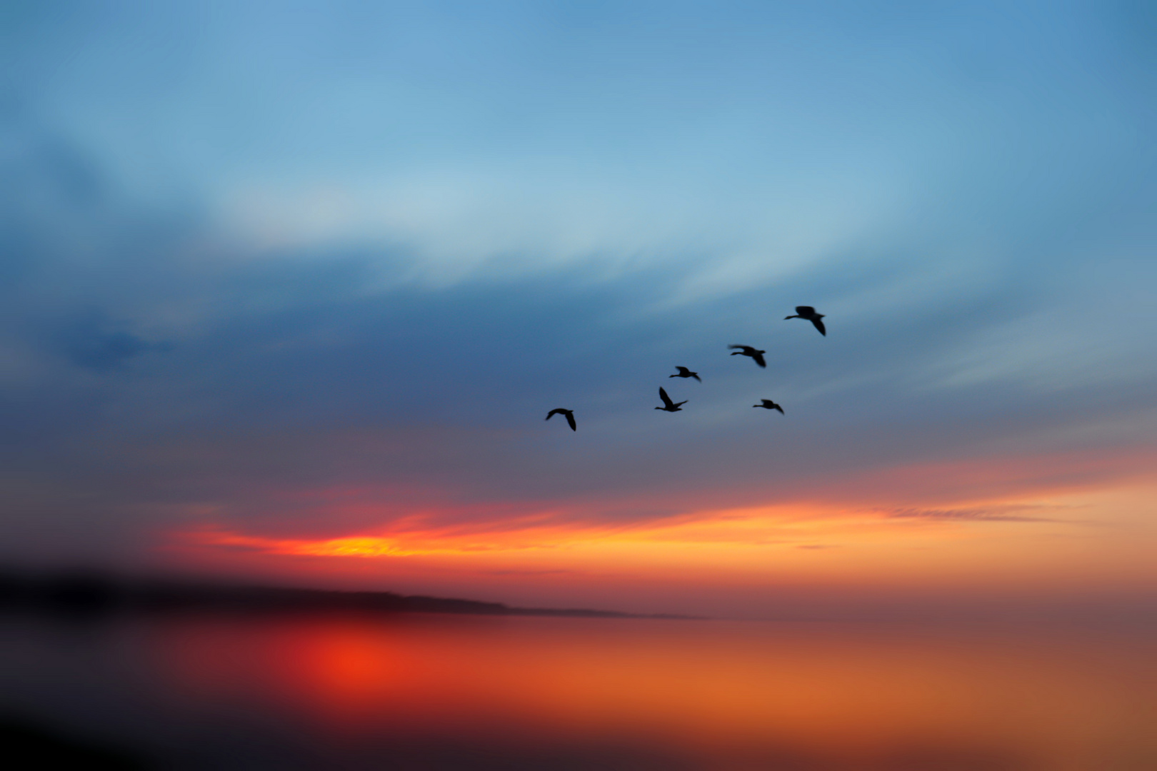 Birds in Sunset