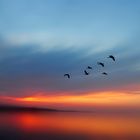 Birds in Sunset