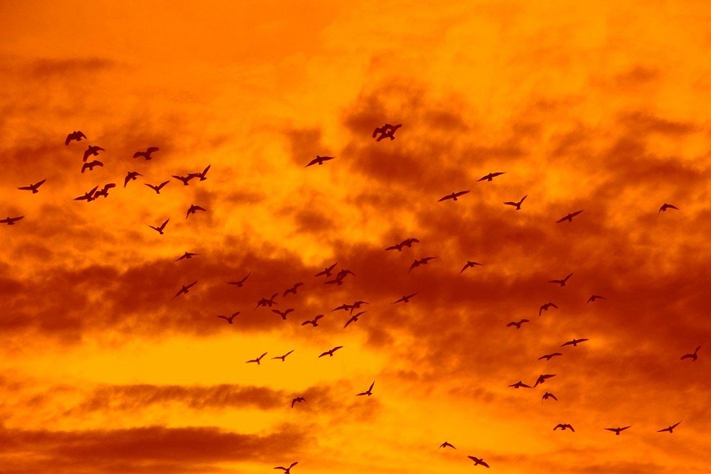 Birds in Sunset