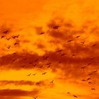 Birds in Sunset