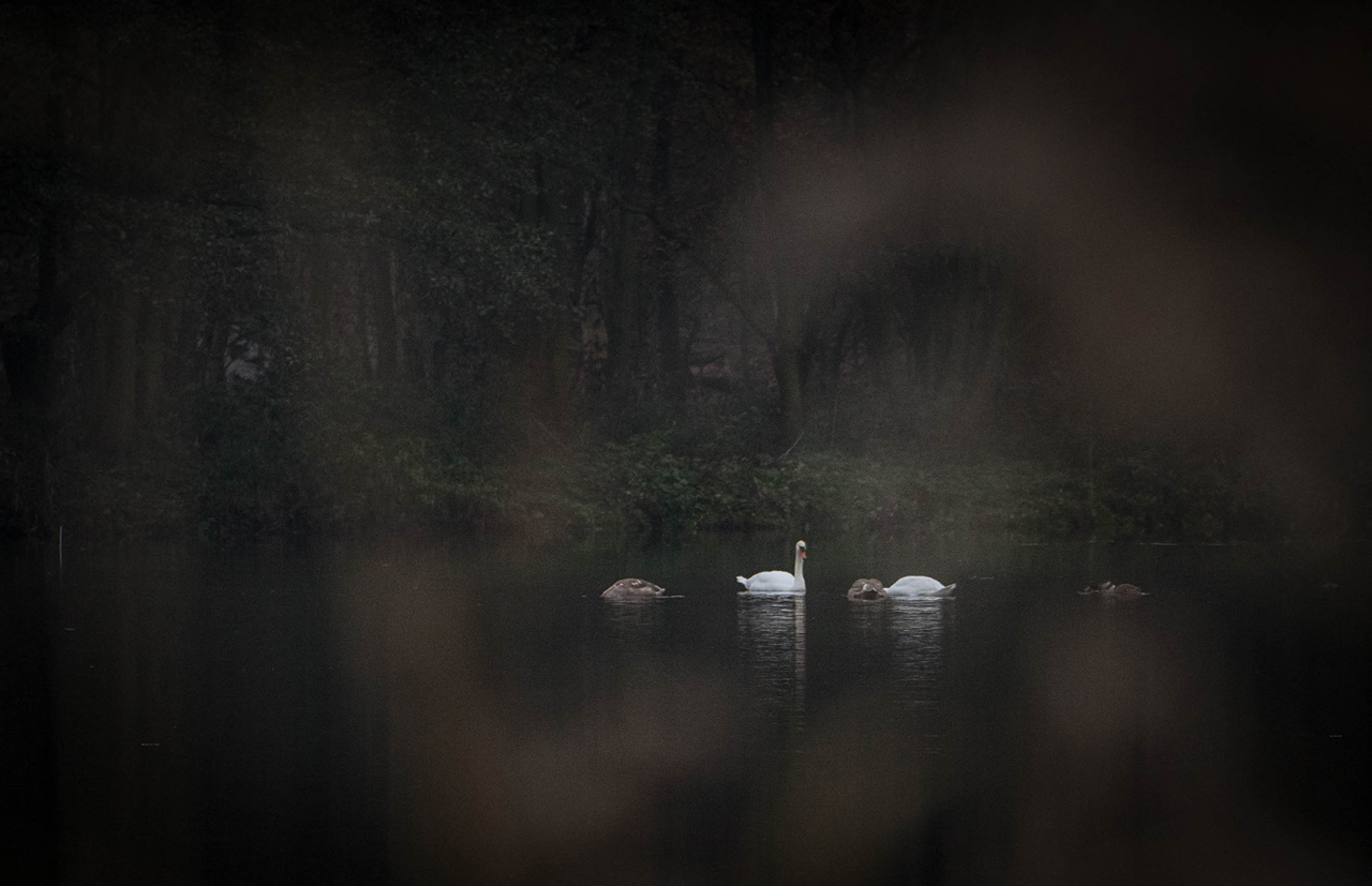 Birds in the Black Lake