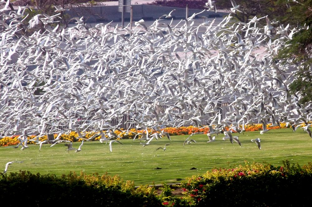 Birds in the Business Village/Dubai