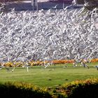 Birds in the Business Village/Dubai