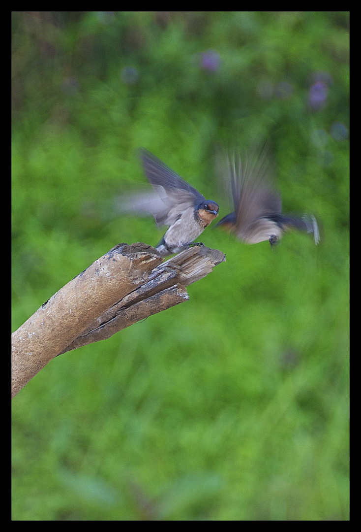 Birds in the jungle of Borneo