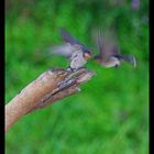 Birds in the jungle of Borneo