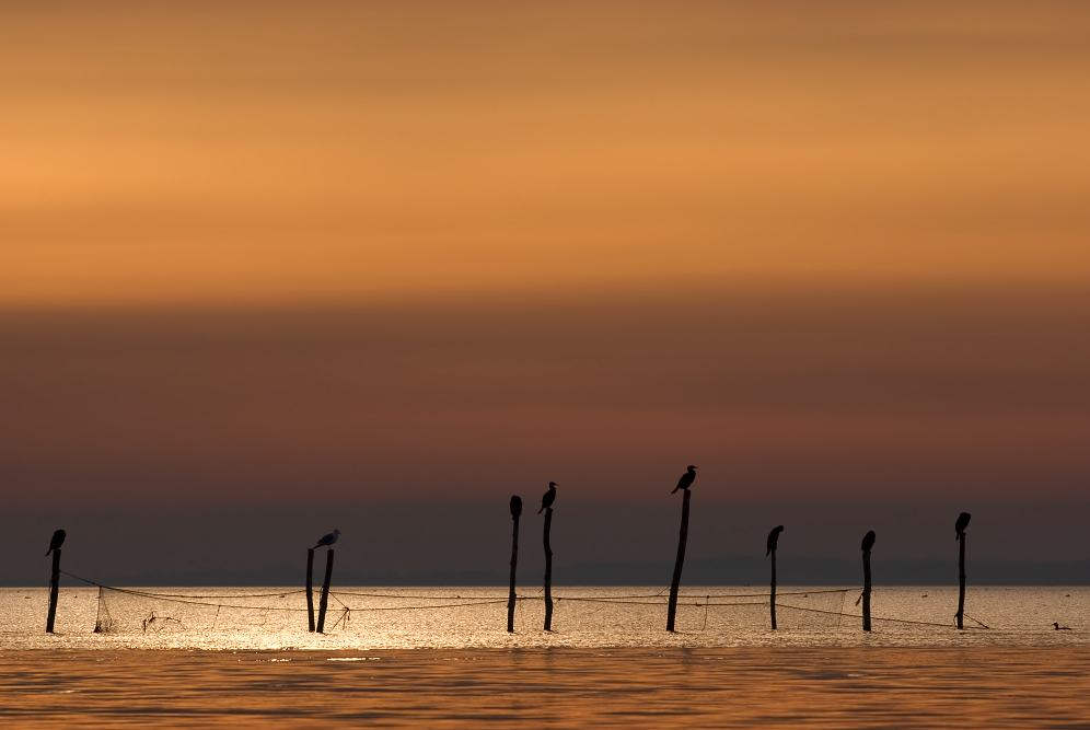 birds in the mist