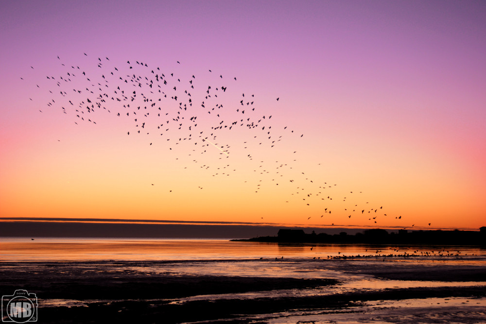 Birds in the sky