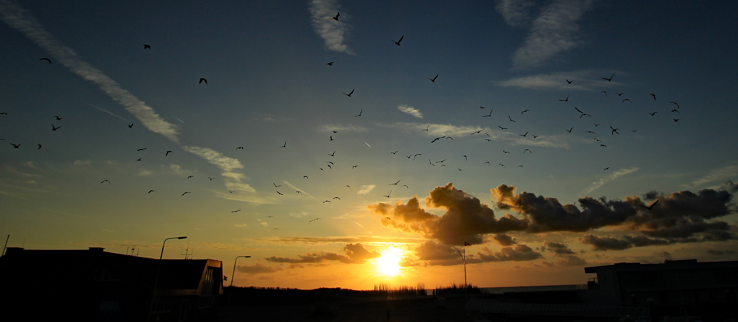 birds in the sky