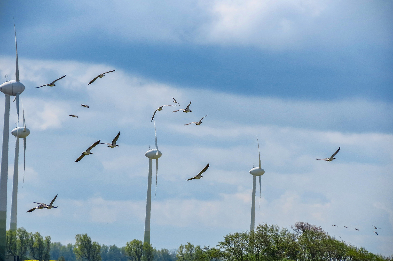 Birds in the sky - by John Taylor