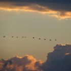 birds in the sky - mexico sunrise