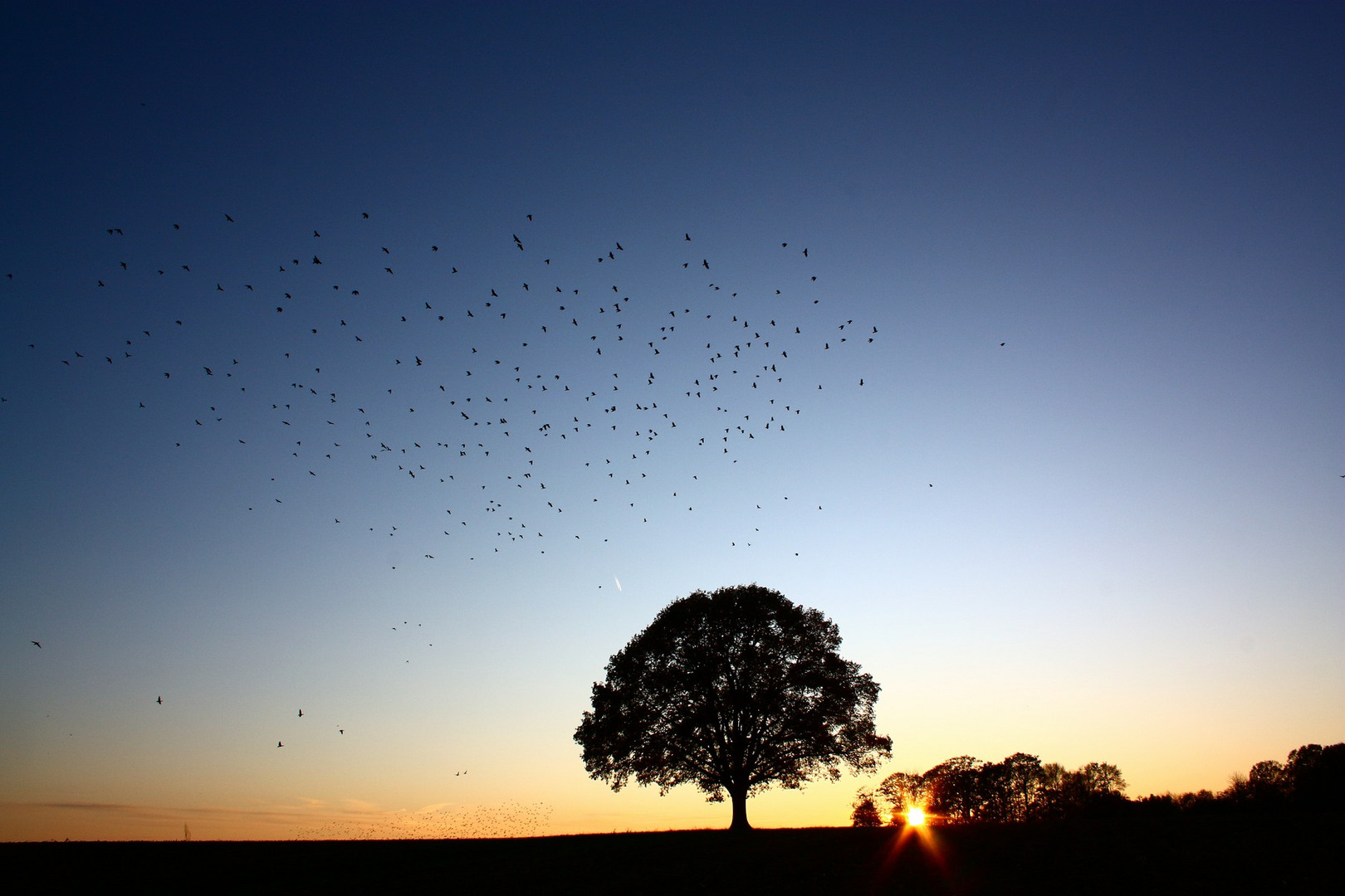 Birds in the sunset