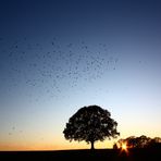 Birds in the sunset