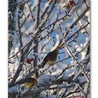 Birds in the winter tree