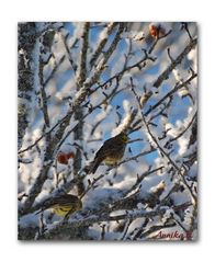 Birds in the winter tree