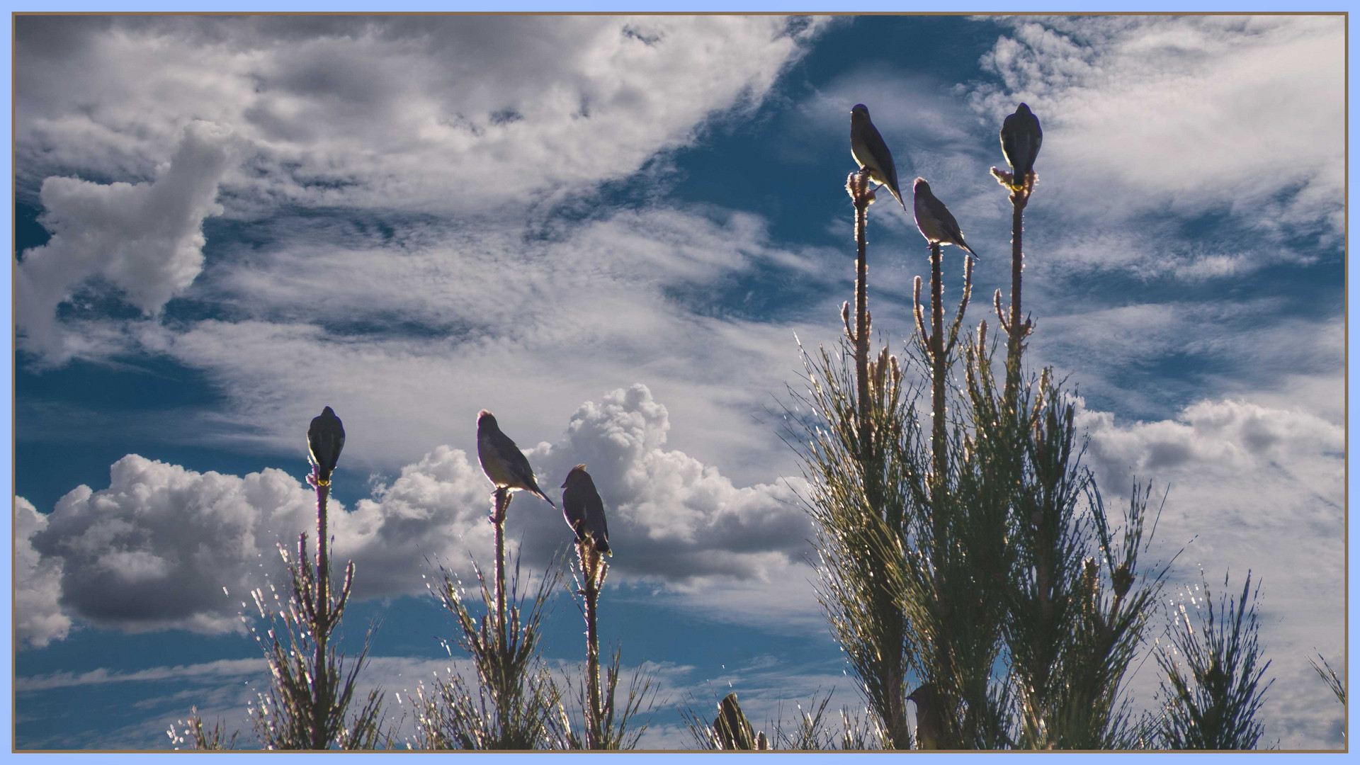 Birds in treetops