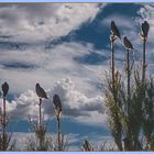 Birds in treetops