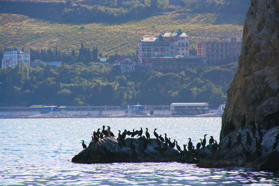 Bird`s Land. Yalta. Ukraine.