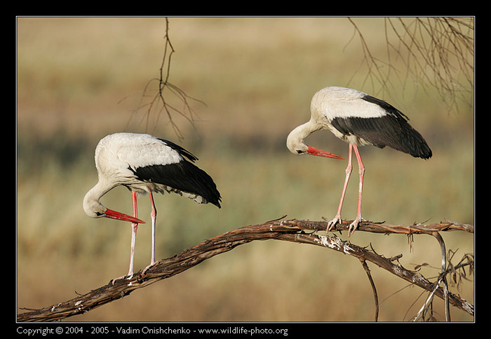 Birds Love Dance