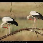 Birds Love Dance