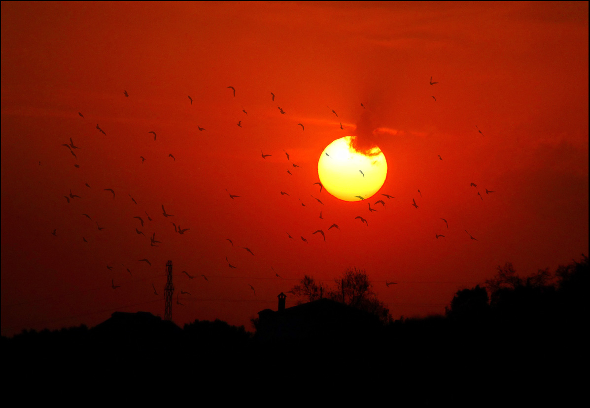 Birds love sunset time