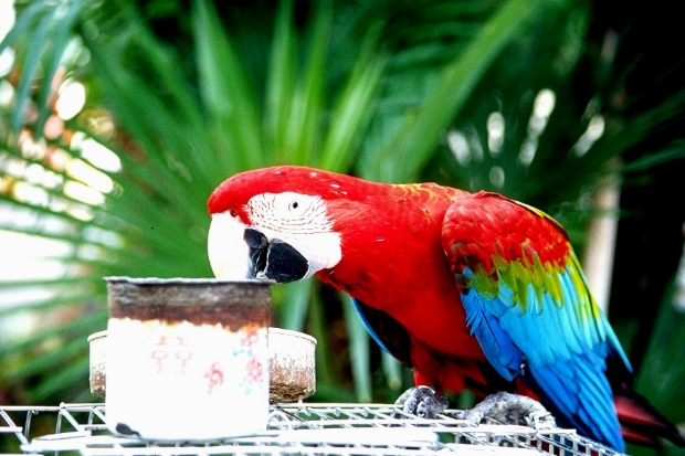 Birds Market