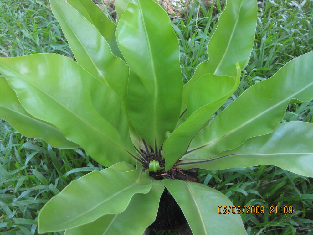 Bird's-nest fern (Asplenium nidus)