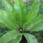 Bird's-nest fern (Asplenium nidus)