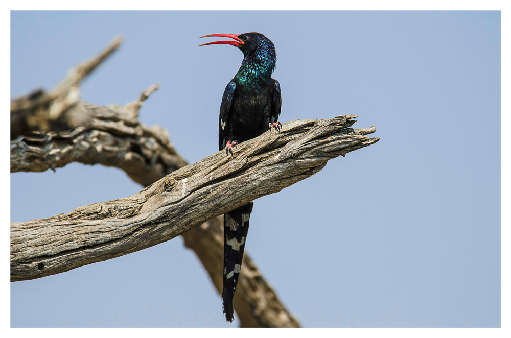 BIRDS OF AFRICA VII