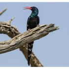 BIRDS OF AFRICA VII