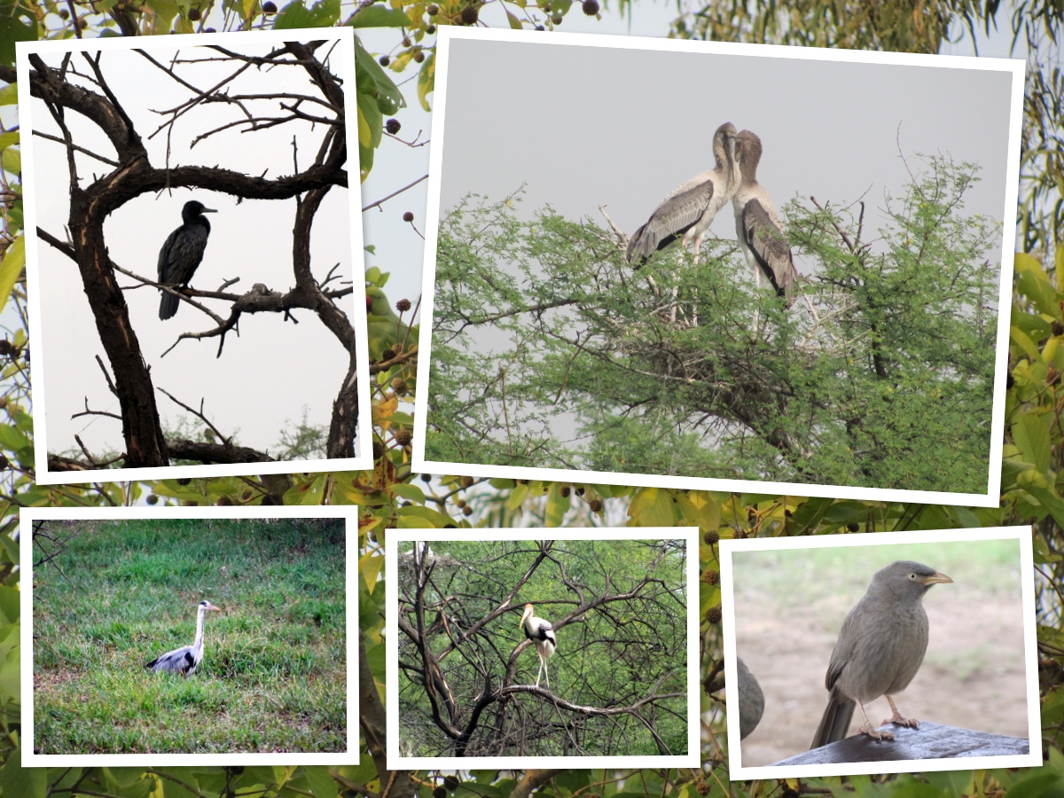 Birds of Bharatpur