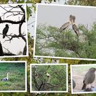 Birds of Bharatpur