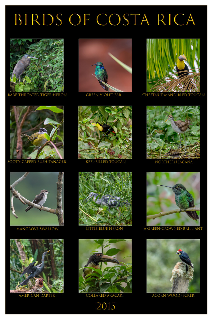 Birds of Costa Rica