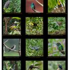 Birds of Costa Rica