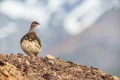 Birds of Iceland 1