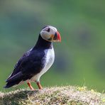 Birds of Iceland 2