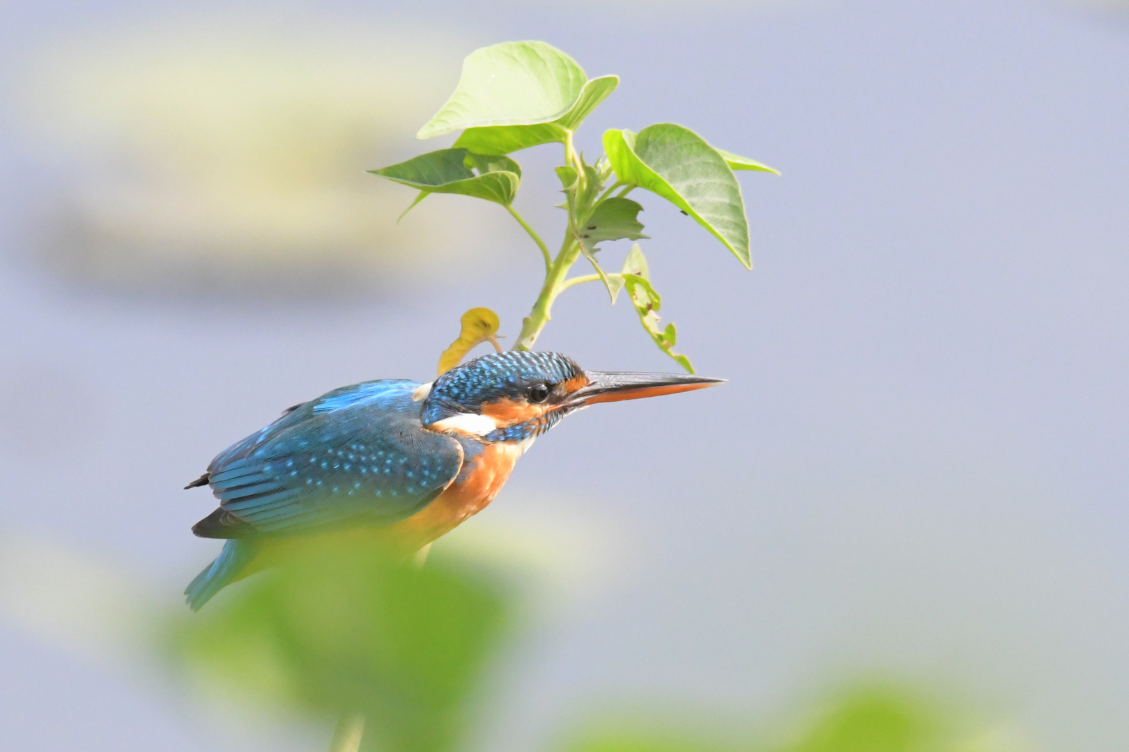 Birds of India