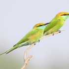 Birds of India